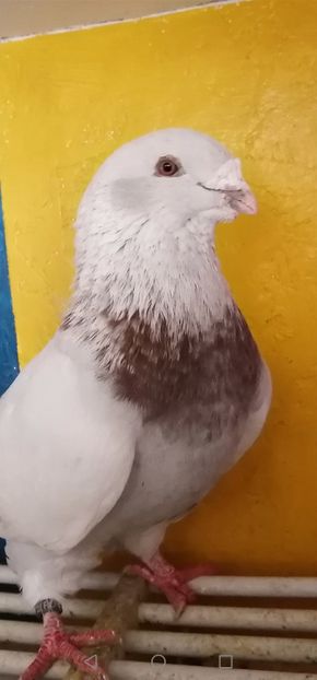 Același - 8DISPONIBILI