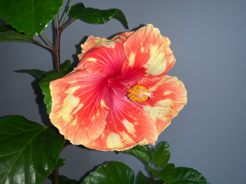  - Plante de interior 2021