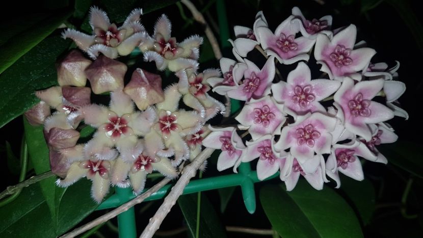  - 0 hoya infloriri in grup