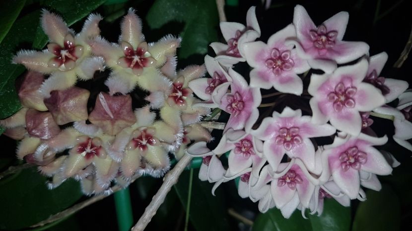  - 0 hoya infloriri in grup