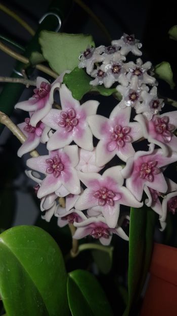  - 0 hoya infloriri in grup