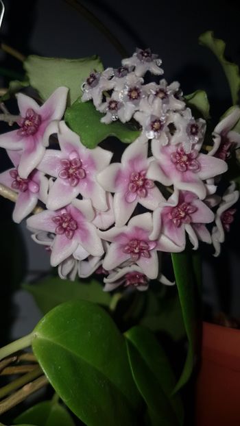  - 0 hoya infloriri in grup