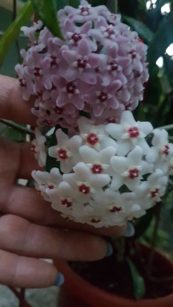  - 0 hoya infloriri in grup