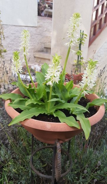 Eucomis in ghiveci - Octombrie 2021