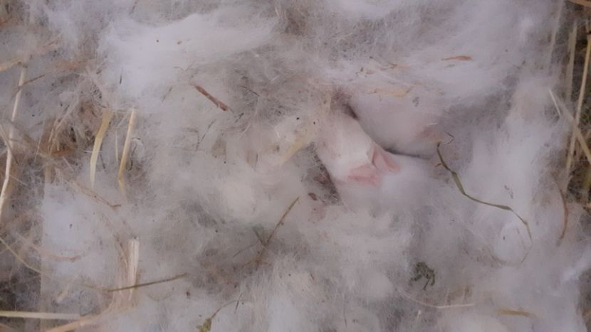  - CUIBURI DE IEPURAS