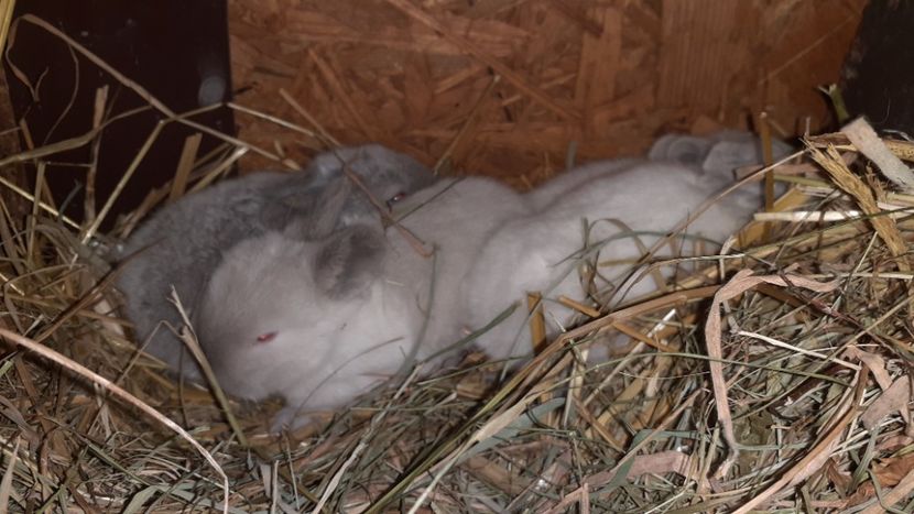  - CUIBURI DE IEPURAS