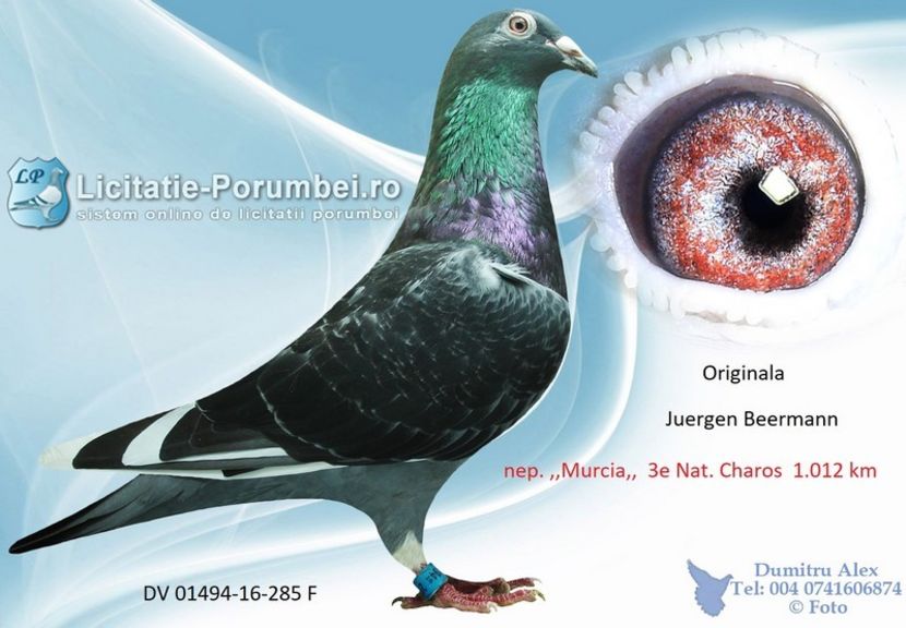  - Achizitii porumbei -2021