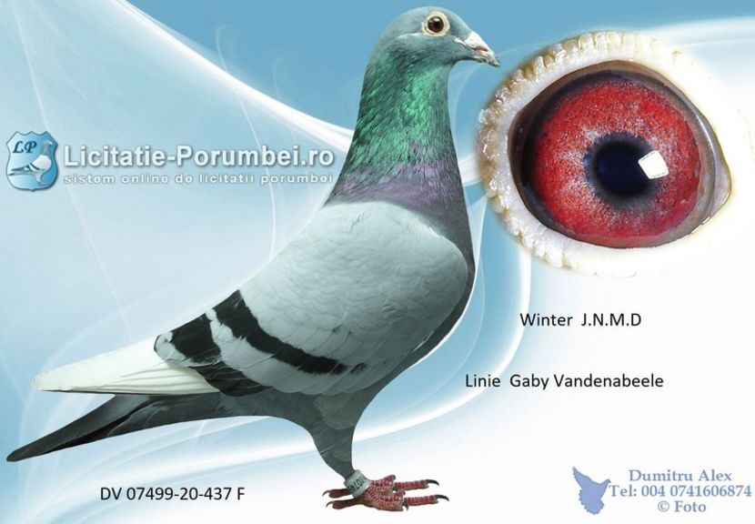  - Achizitii porumbei -2021