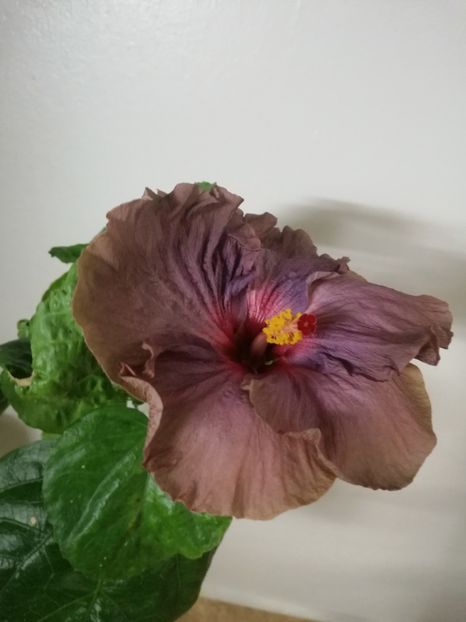  - Hibiscus Chis Garden Modern Party