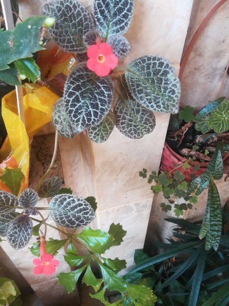  - alte plante de interior