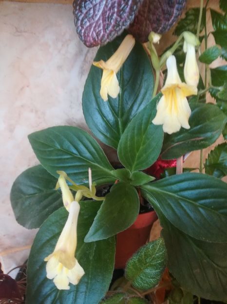  - alte plante de interior