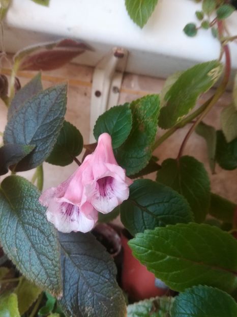  - alte plante de interior