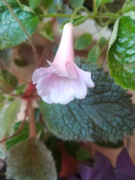  - alte plante de interior
