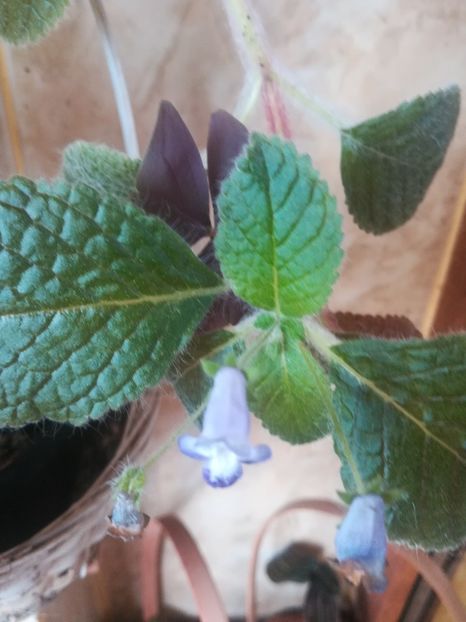  - alte plante de interior