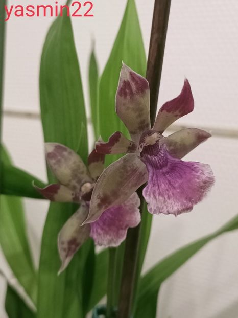 16.10.2021 - 9-Orchideele mele