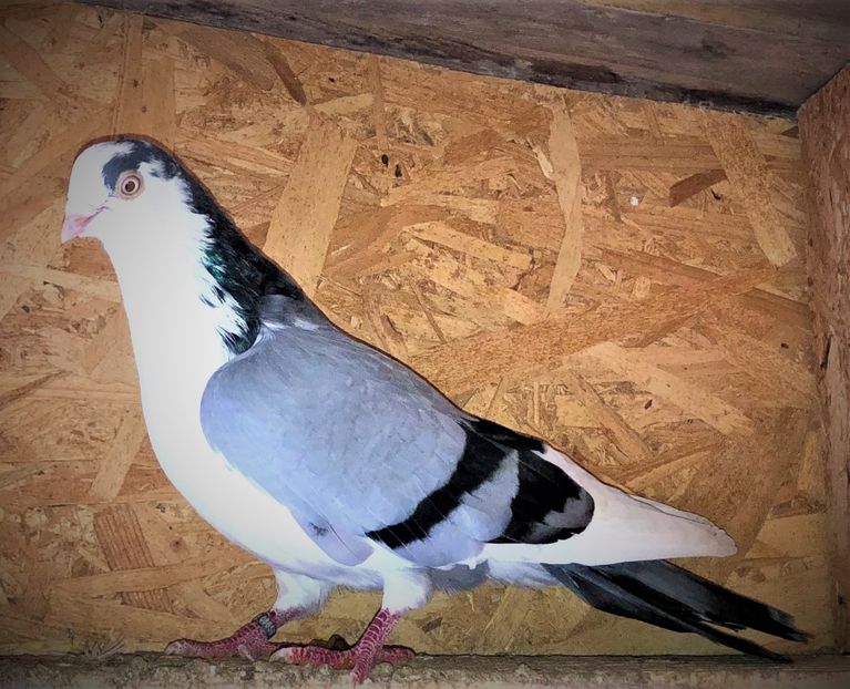 mascul  2020 - 0000001 prin voliere