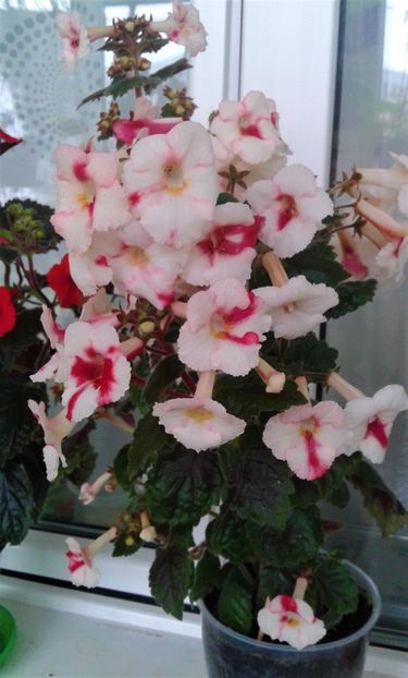 20211018_095701-1 - 000013 ACHIMENES