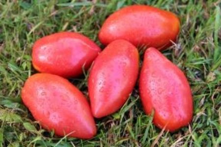  - SEMINTE ROSII - T 689 PINOKKIO PINK