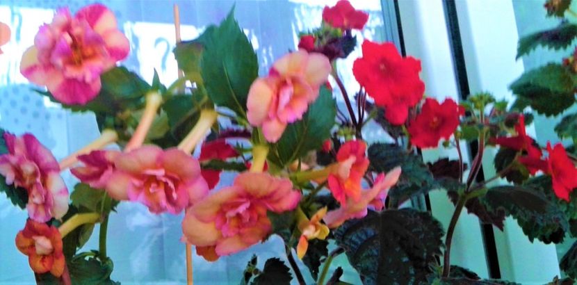  - 0000 ACHIMENES
