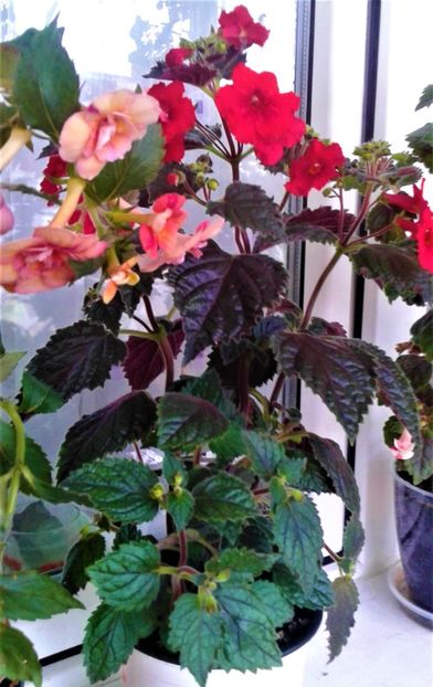  - 0000 ACHIMENES