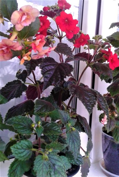  - 0000 ACHIMENES