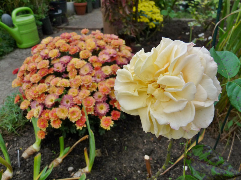  - 2021 - 03 - Toamna