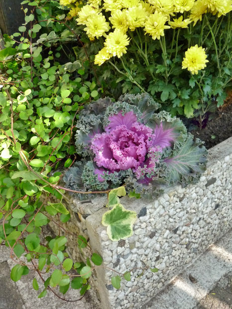  - 2021 - 03 - Toamna