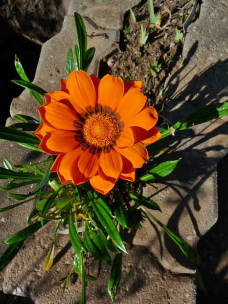  - 2021 - 03 - Toamna