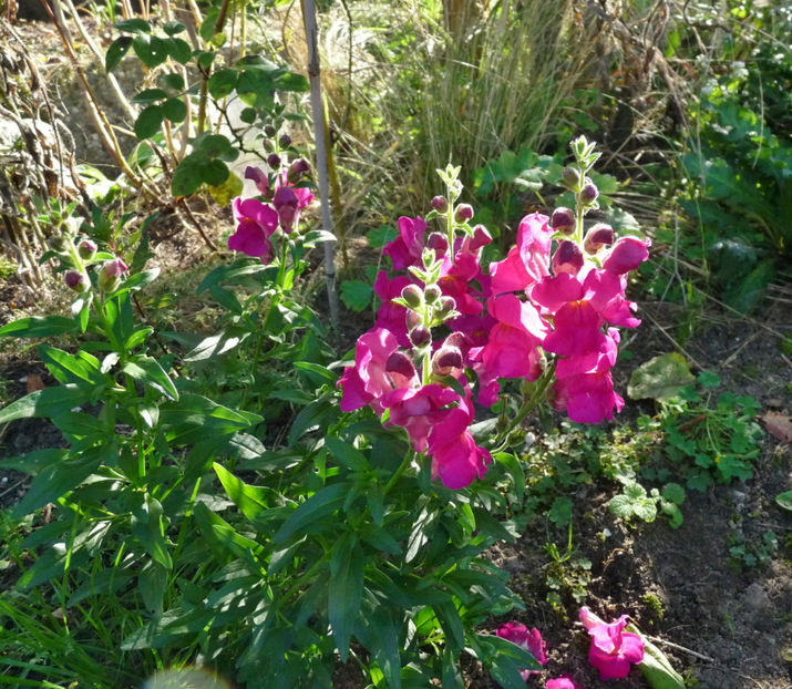  - 2021 - 03 - Toamna