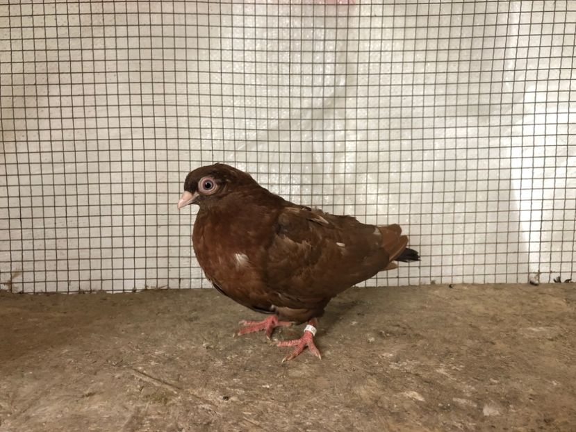 25082/21 - 4-lot zbor 2021