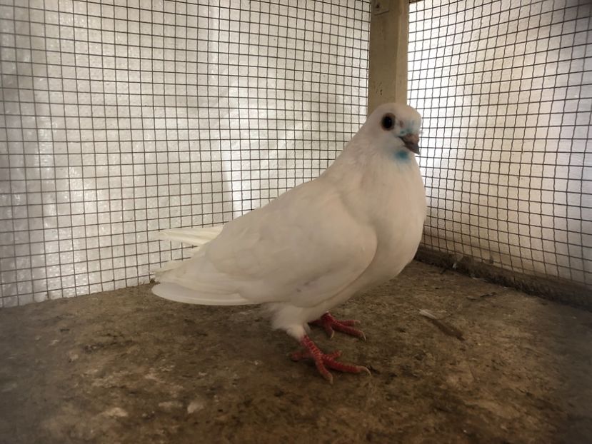 25545/21 - 4-lot zbor 2021