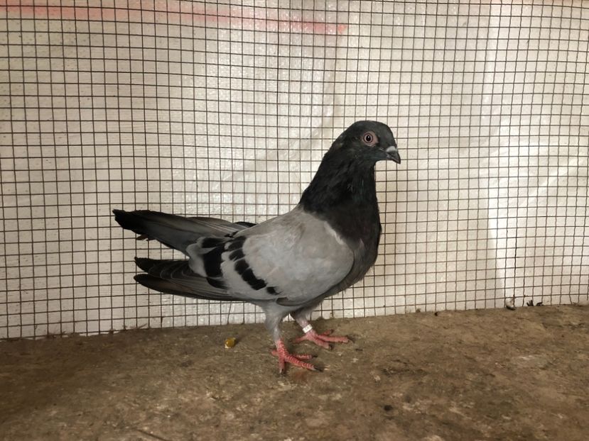 15575/21 - 4-lot zbor 2021