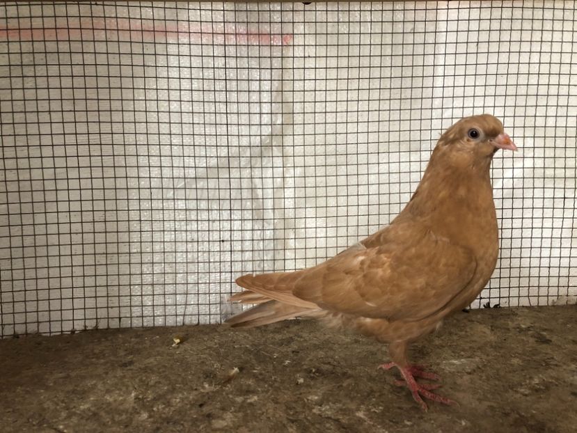 25086/21 - 4-lot zbor 2021