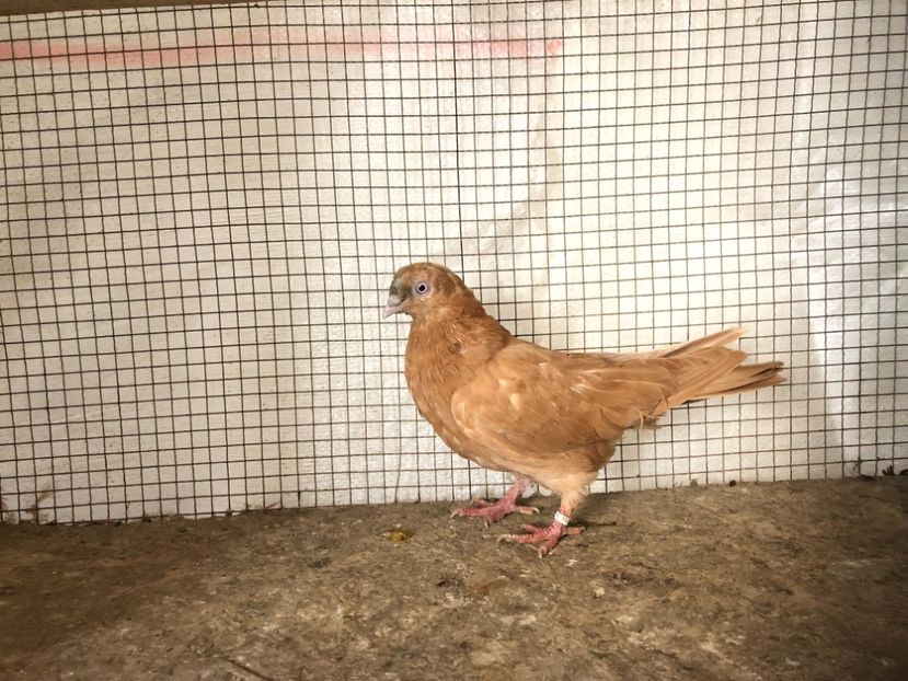 25544/21 - 4-lot zbor 2021