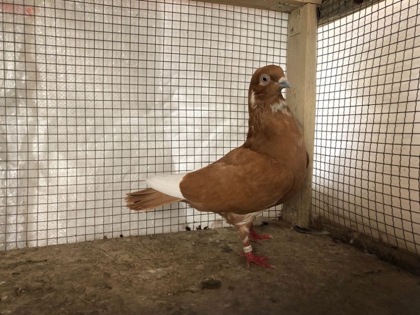 17949/21 - 4-lot zbor 2021