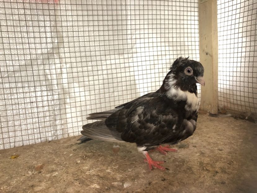 15538/21 - 4-lot zbor 2021