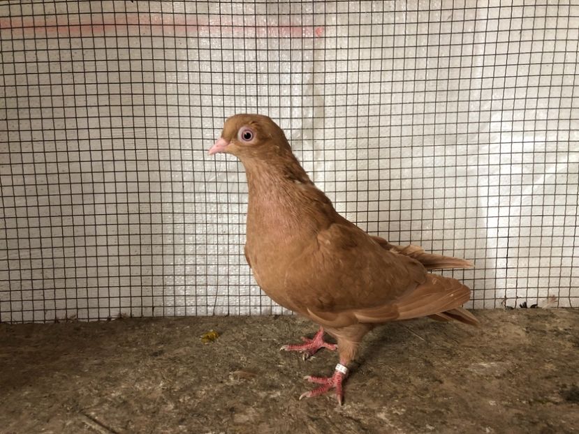 25541/21 - 4-lot zbor 2021