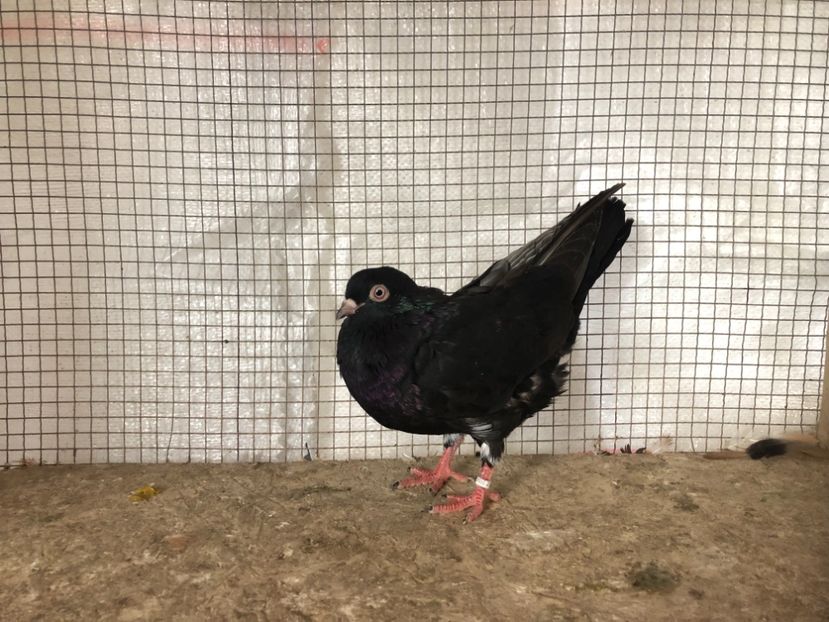 25547/21 - 4-lot zbor 2021