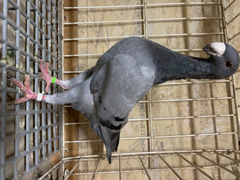 932A355C-7EB1-4C0A-BC4E-F11BD0CE5F32 - De vinzare