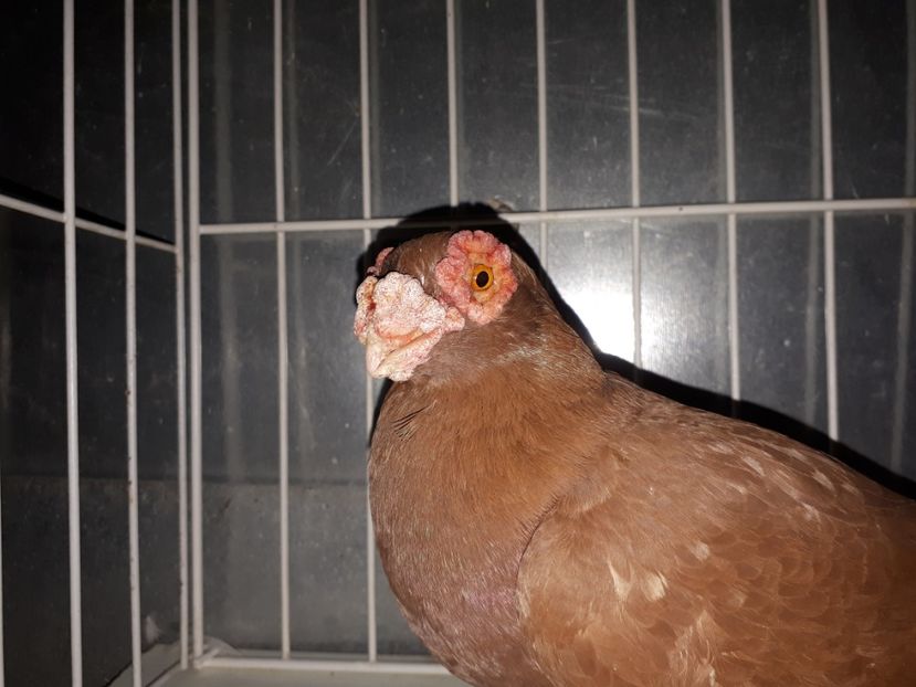  - K _ carunculați 2021