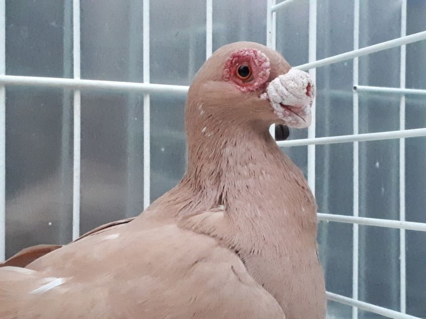 F - K _ carunculați 2021