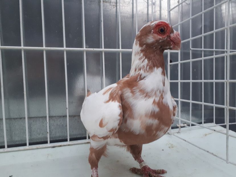  - K _ carunculați 2021