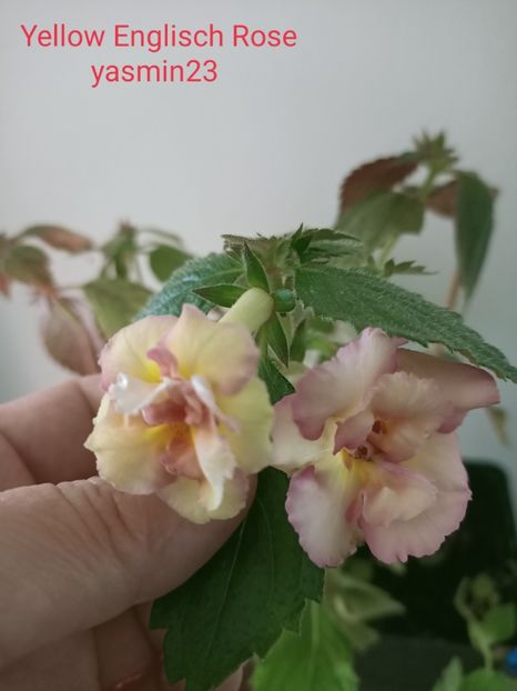  - Yellow Englisch Rose