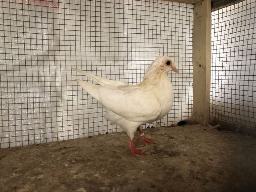 25546/21 - 4-lot zbor 2021