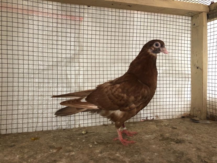 15543/21 - 4-lot zbor 2021