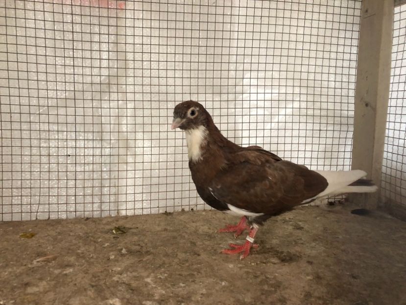 15547/21 - 4-lot zbor 2021