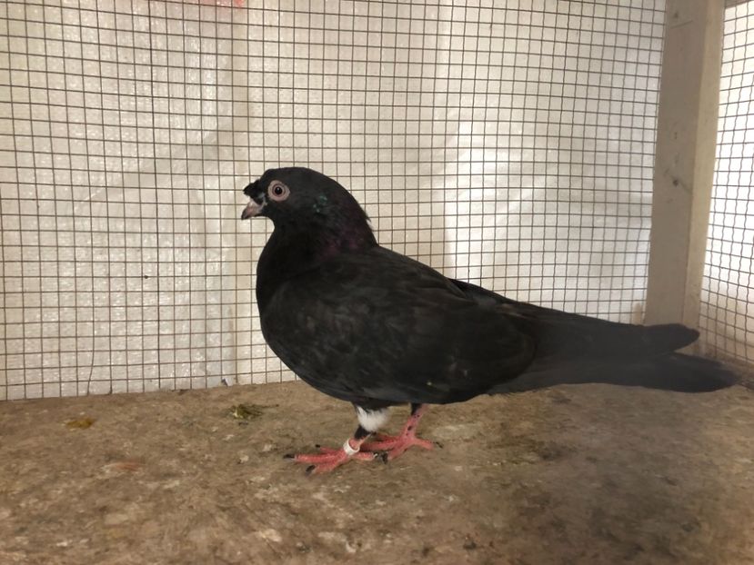 25532/21 - 4-lot zbor 2021