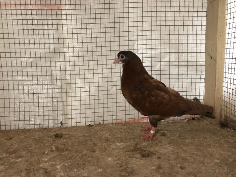 25521/21 - 4-lot zbor 2021