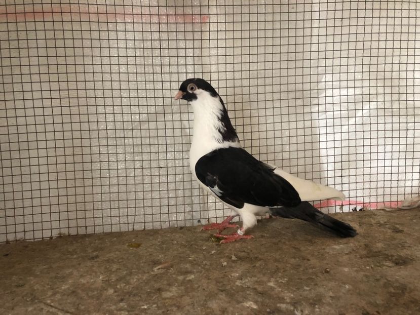 25539/21 - 4-lot zbor 2021