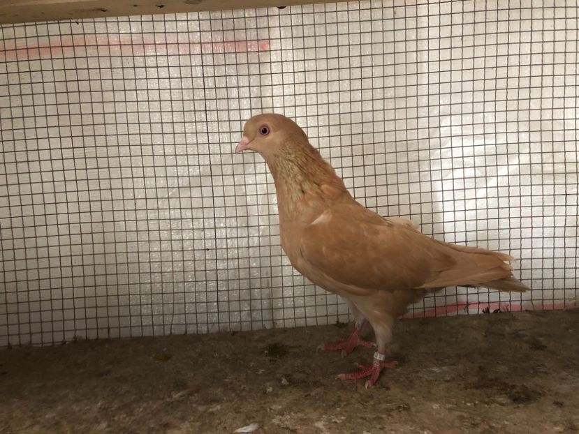 25540/21 - 4-lot zbor 2021